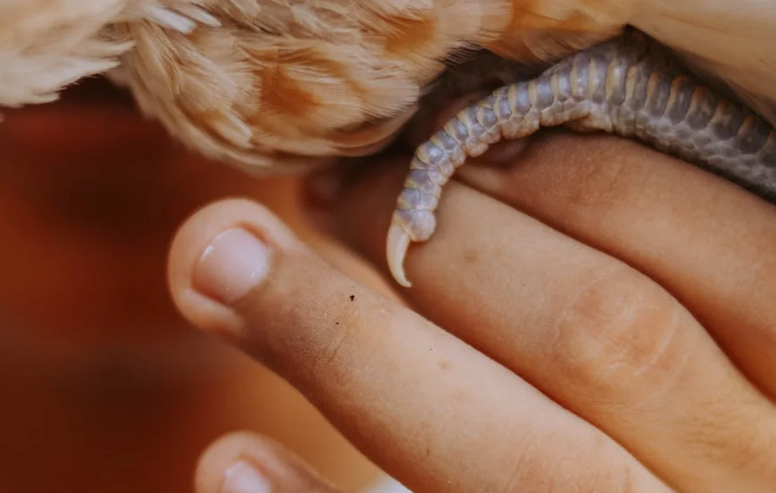 Close-up of a hand holding a chicken, with a blue-gray, textured object near the fingers.