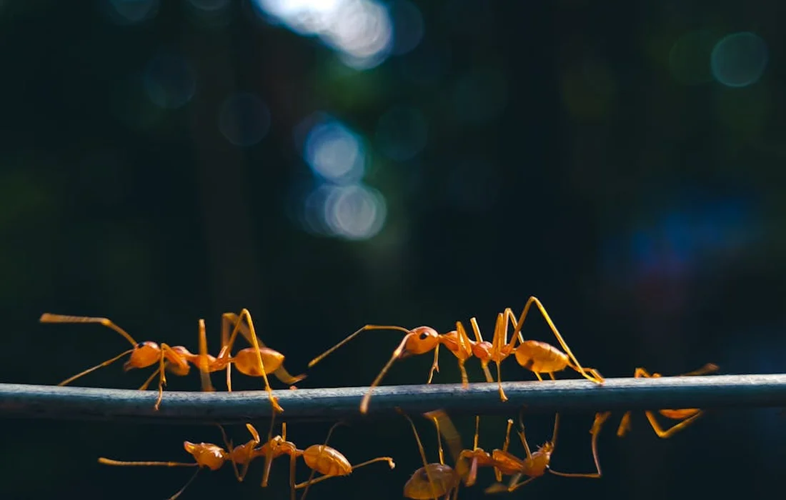 Close-up of orange ants walking along a metal wire