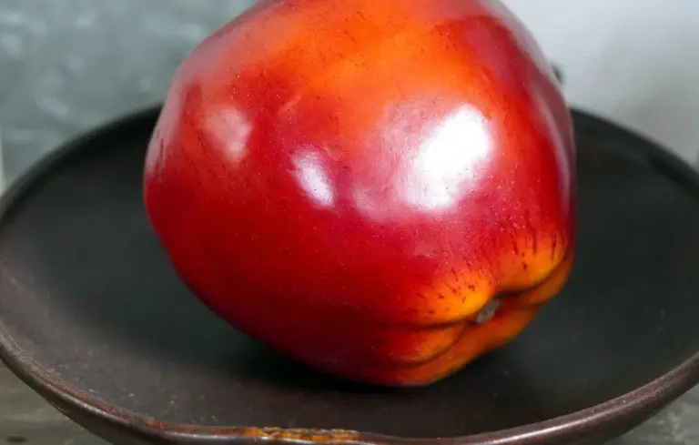 Red apple resting on a dark, round plate