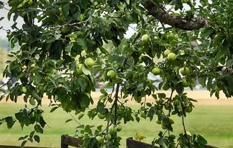 Apple tree branches with green apples hanging among leaves in a sunny orchard