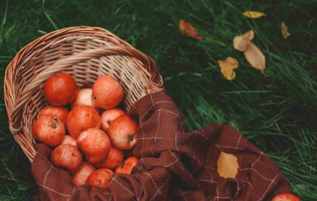 Red apples in a wicker basket on green grass with a brown plaid cloth