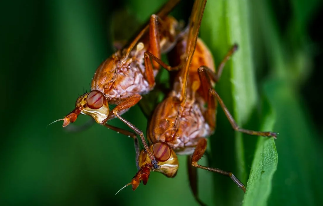 Two orange-brown assassin bugs perched on a green leaf, facing opposite directions.