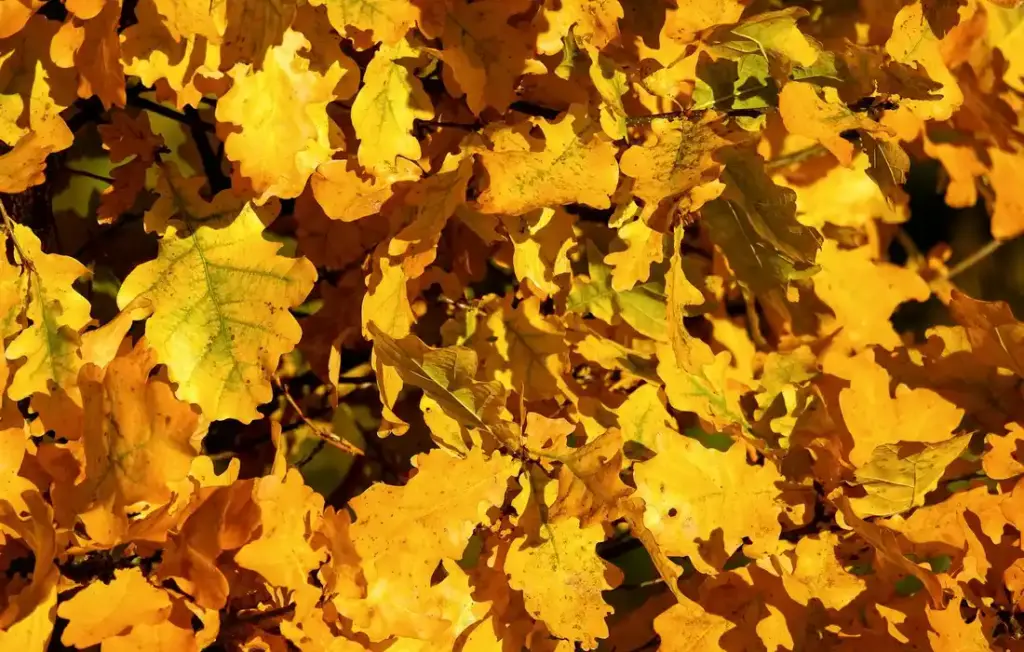 Safe Leaves for Chickens: The Tree, Oak, and Foliage Guide for a Healthy Flock