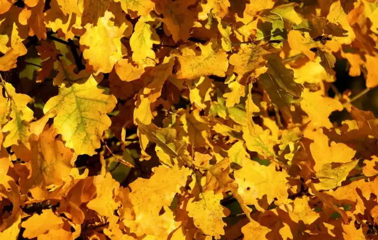 Close-up of vibrant yellow and orange oak leaves in autumn