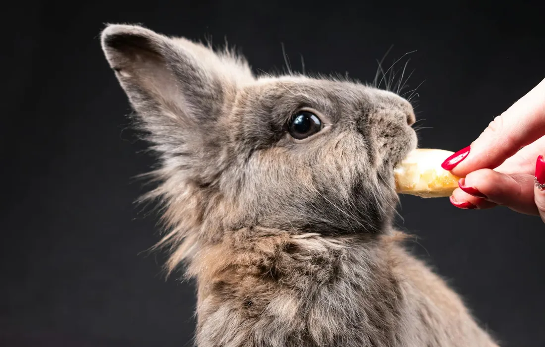 Close-up of a young rabbit being offered a small piece of food by a person with red-painted fingernails.