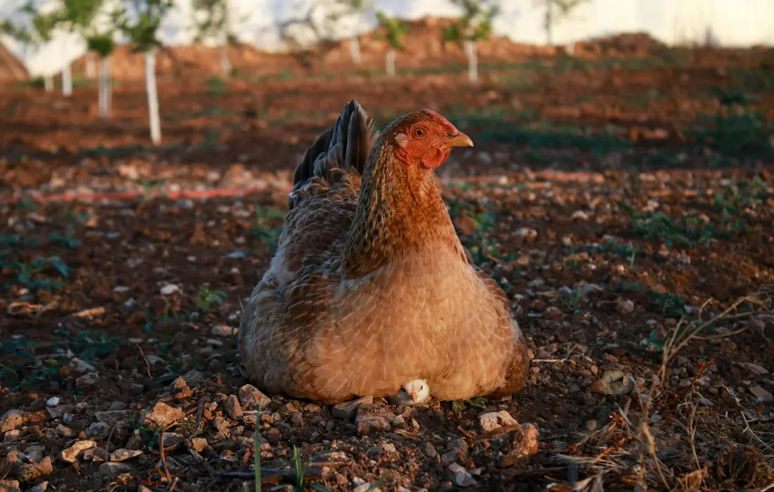 A plump backyard chicken resting on rocky soil in a fenced yard.