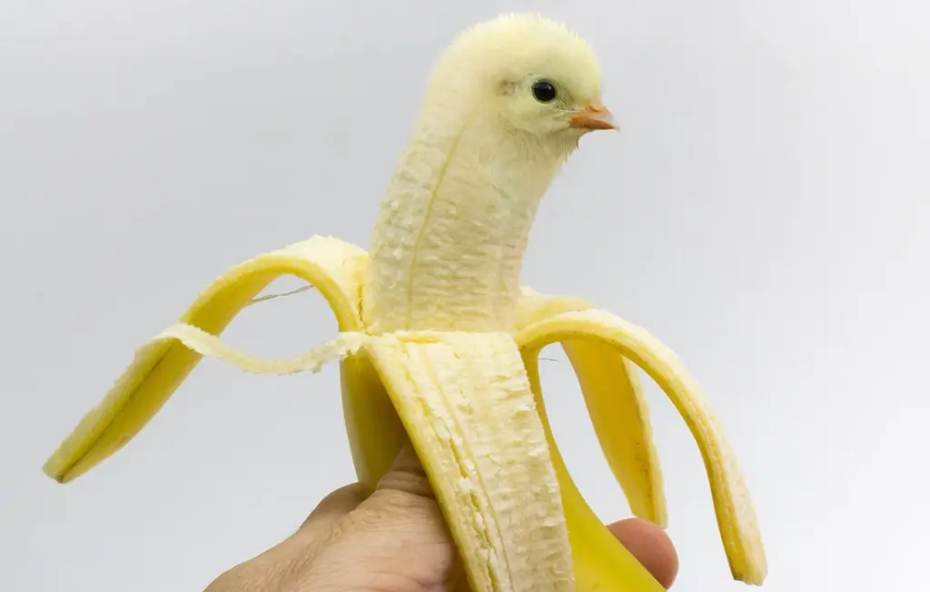 Can Chickens Eat Bananas? The Safe, Thrifty Way to Feed Fruit and Peels