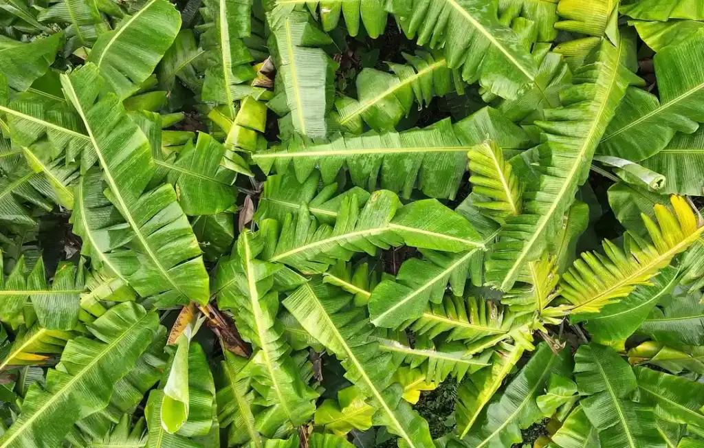 Can Goats Eat Bananas? A Homesteader’s Safety Guide