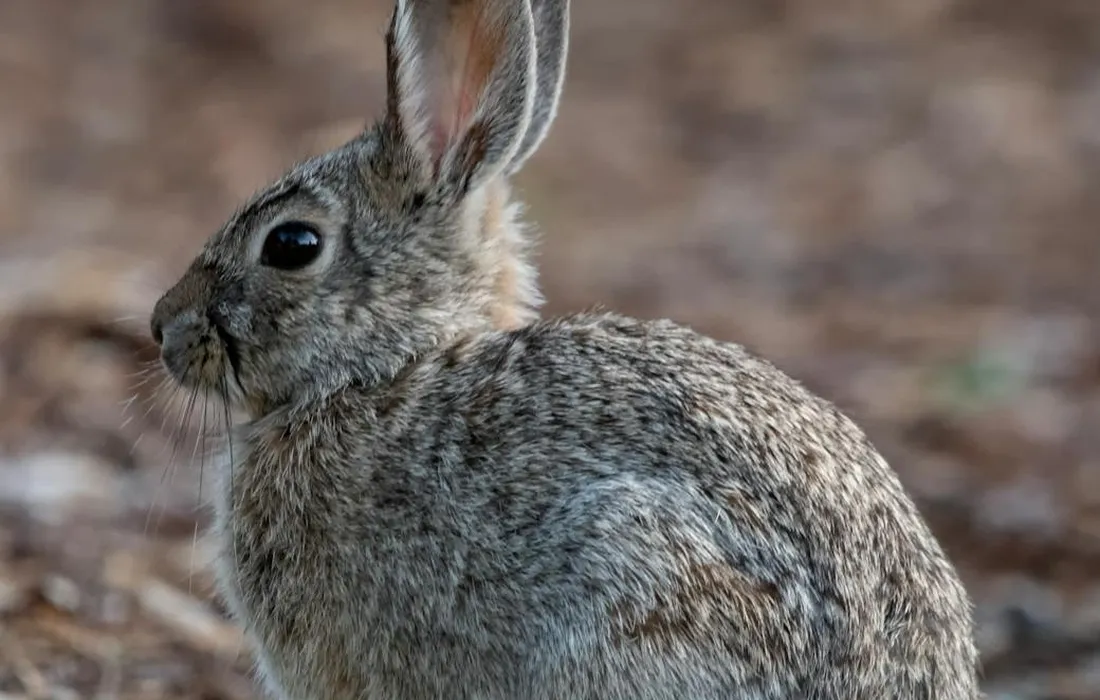 Close-up of a brown-gray rabbit with upright ears in a sunlit farmyard.