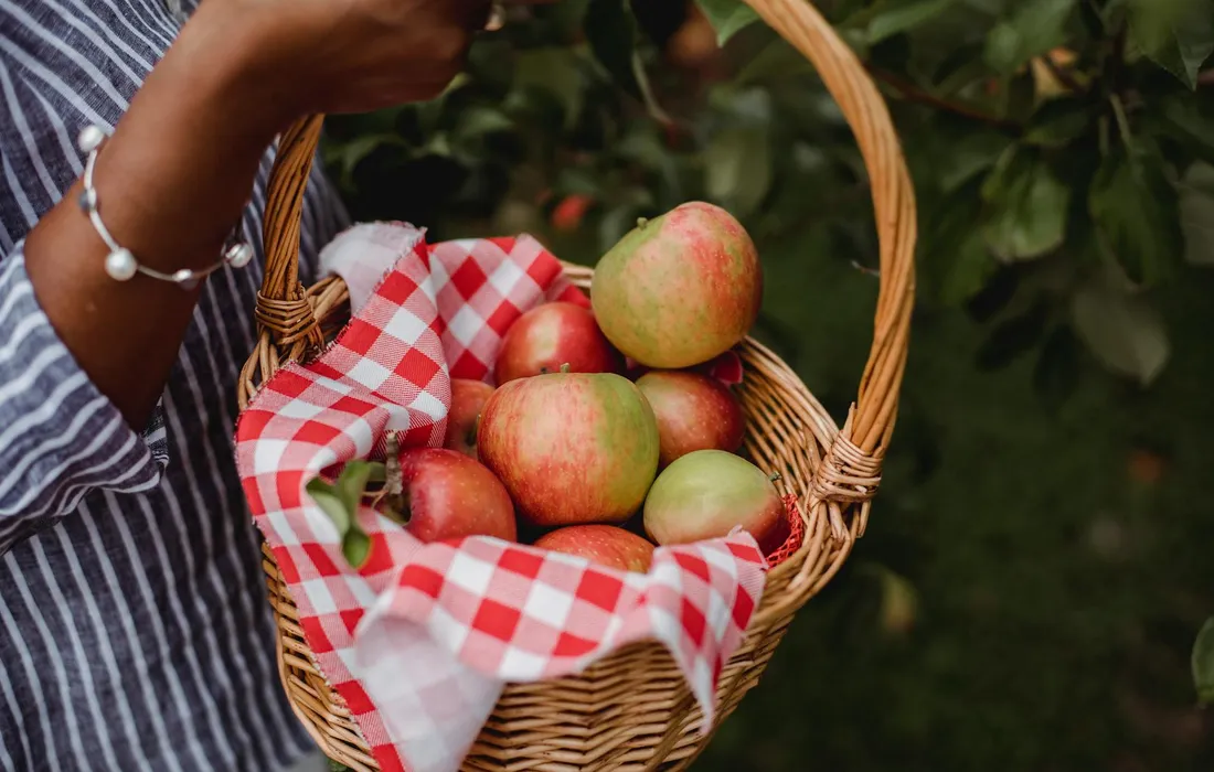 A person holding a wicker basket filled with fresh apples, lined with a red-and-white checkered cloth.