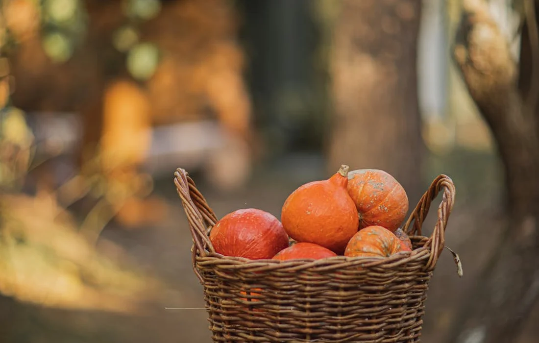 Basket of small orange squash in a rustic outdoor setting