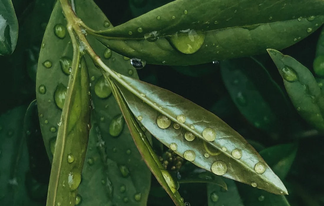 Close-up of fresh bay leaves with water droplets on a dark green plant