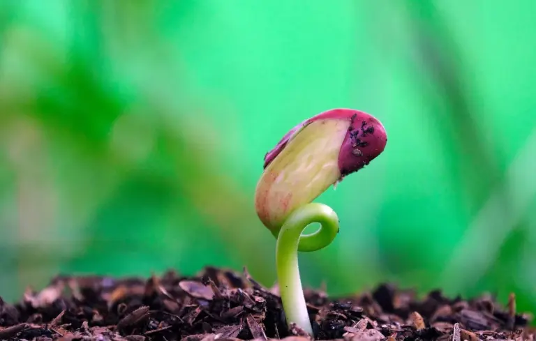 A young bean seedling emerging from dark soil, with a pink-tinted seed coat and a curling green stem against a blurred green background.