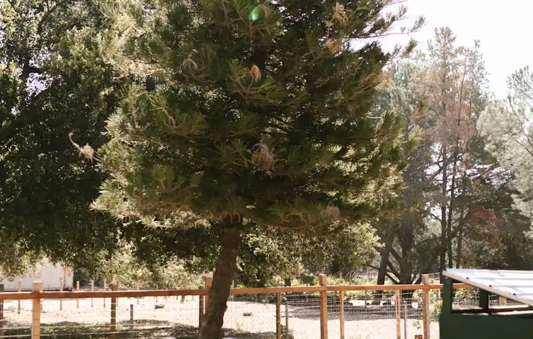 A conifer tree (cedar or pine) in a fenced yard with a shelter, illustrating the setting for bedding considerations for goats and sheep.