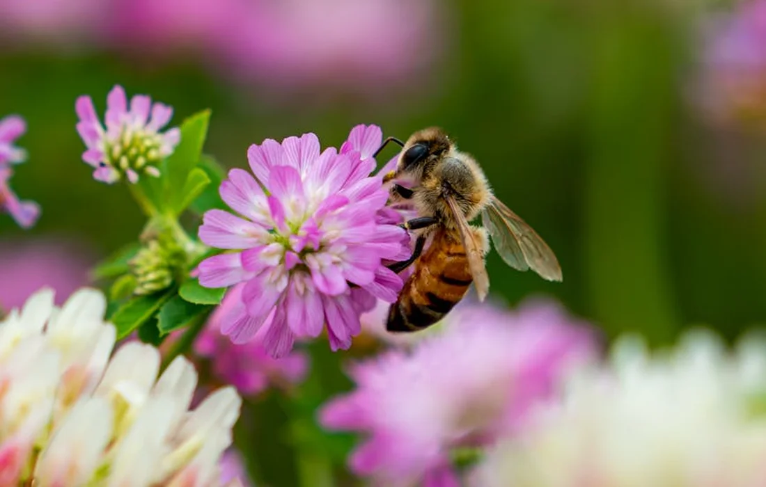 Close-up of a bee on pink clover blossoms with a blurred green background