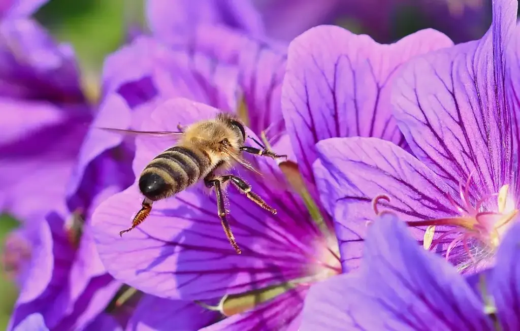 Feed Chickens Beetles and Insects: The Thrifty Homesteader’s Protein Guide