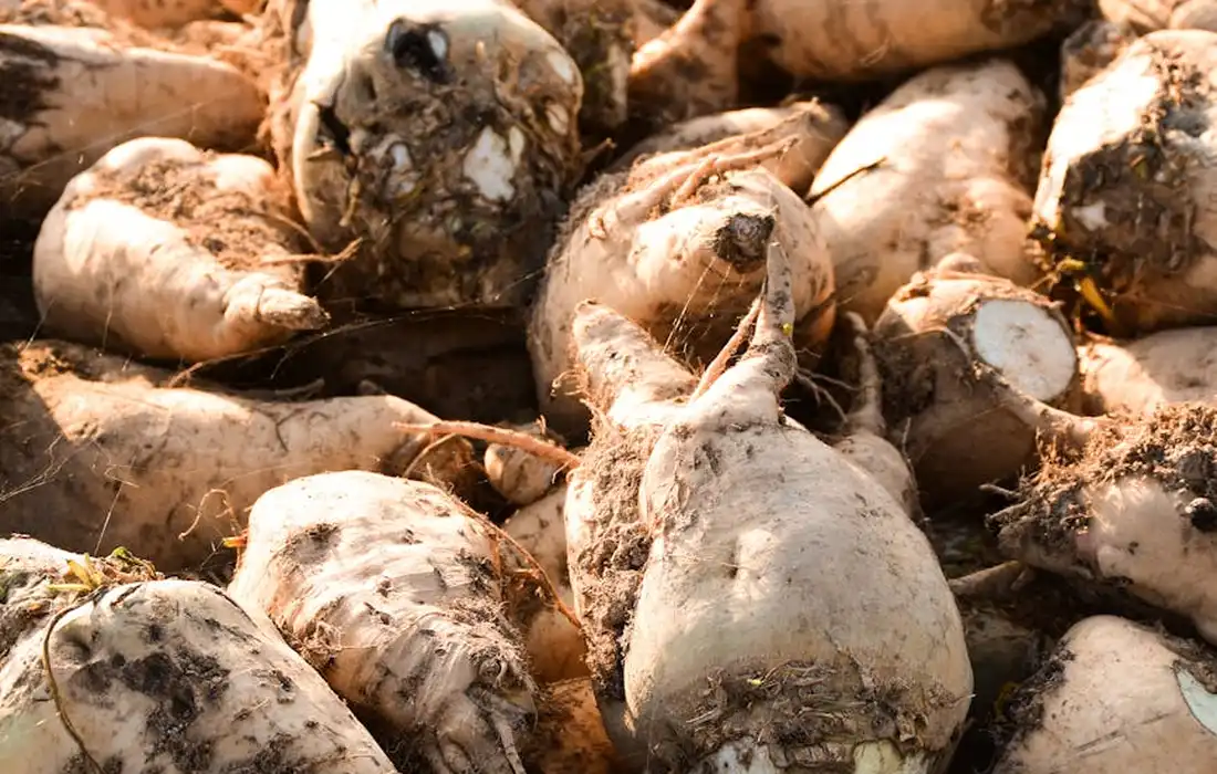 A pile of dirty harvested beetroot roots covered in soil.