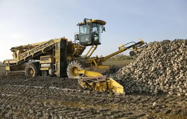 Beet harvester in a field with a large pile of beets, illustrating sugar beets harvested for poultry feed.