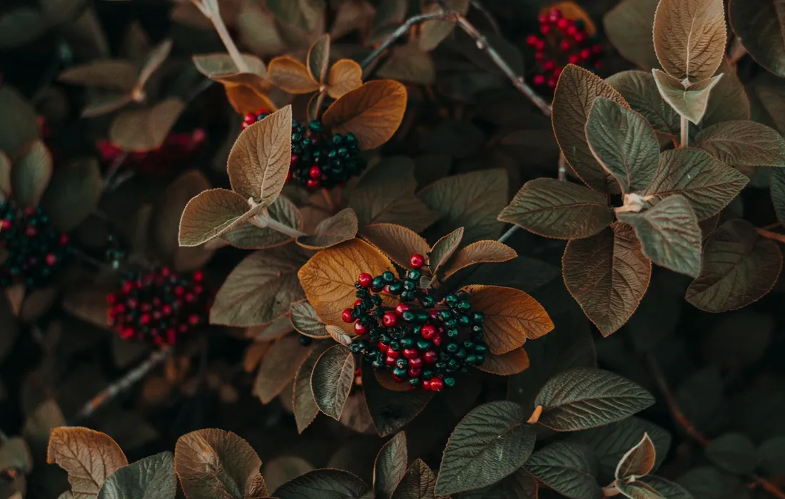 Close-up of a shrub with green and brown leaves and clusters of bright red berries