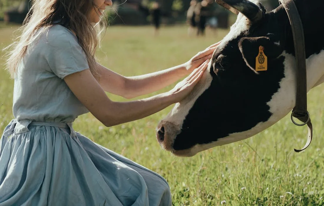Person in a light blue dress gently stroking a cow in a sunlit pasture, with an ear tag visible on the cow.