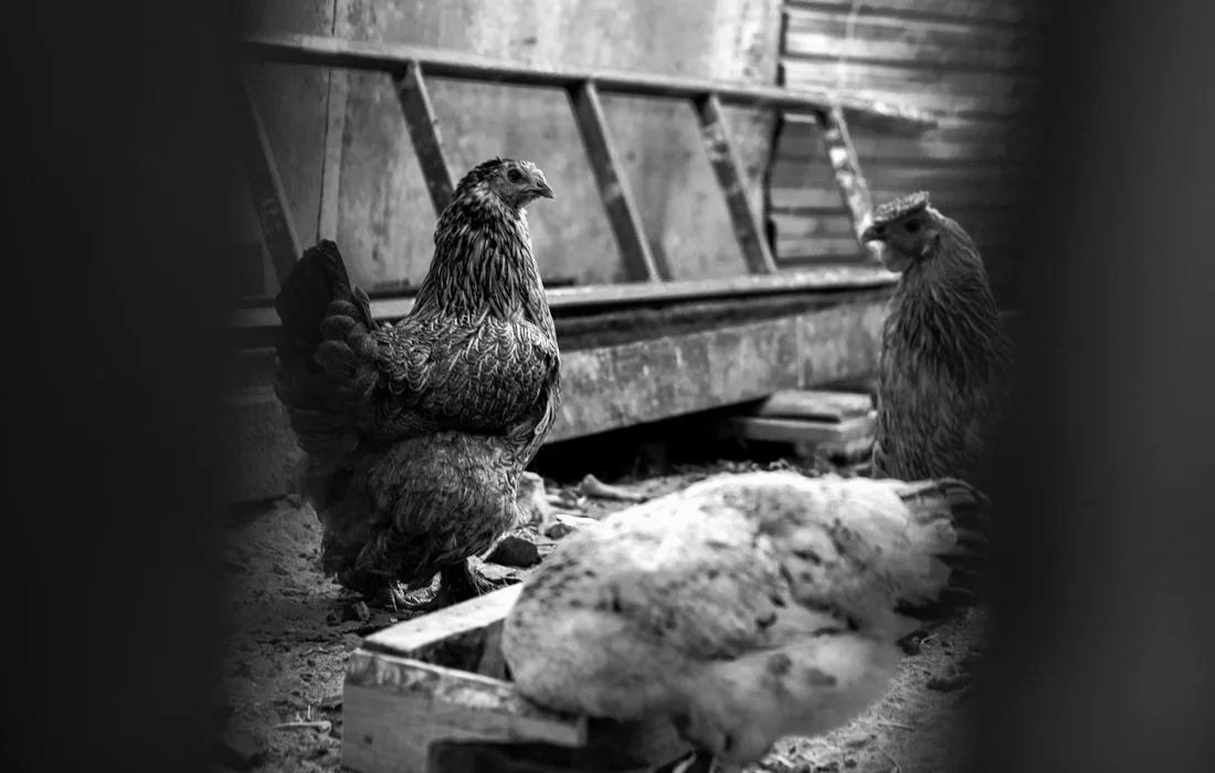 Two chickens inside a dimly lit coop near a feeding trough, illustrating poultry protein sources