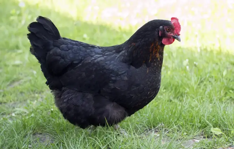 A black domestic chicken with a red comb standing on green grass.