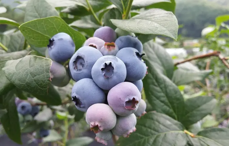 Cluster of ripe blueberries on a leafy shrub