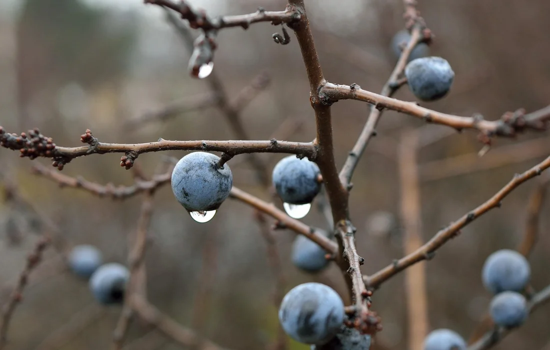 Close-up of blue berries on a leafless branch with water droplets clinging to the fruit and twigs