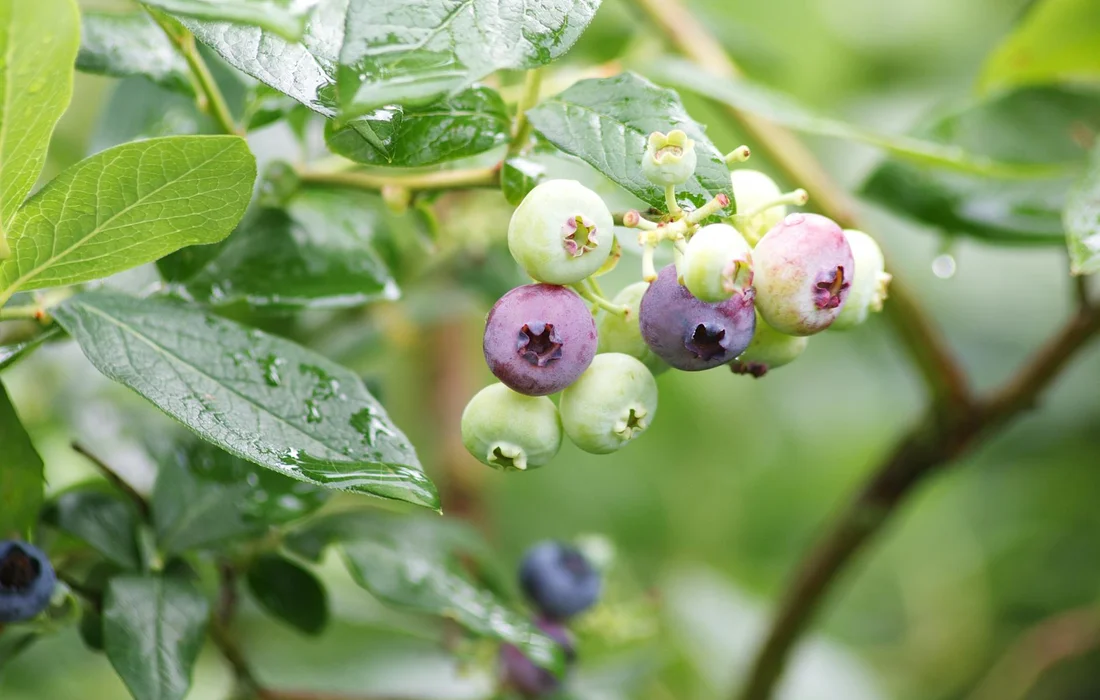 Cluster of blueberries in varying ripeness on a leafy green branch