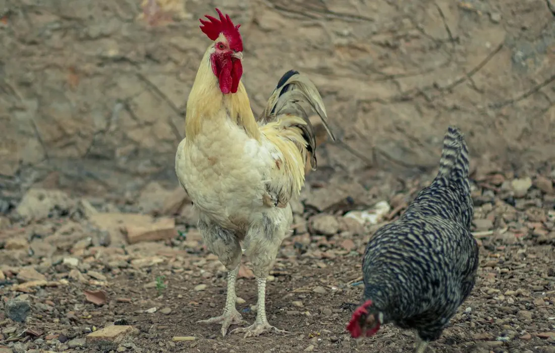 A white rooster with a red comb standing beside a speckled black-and-white hen on dirt ground, both pecking around.