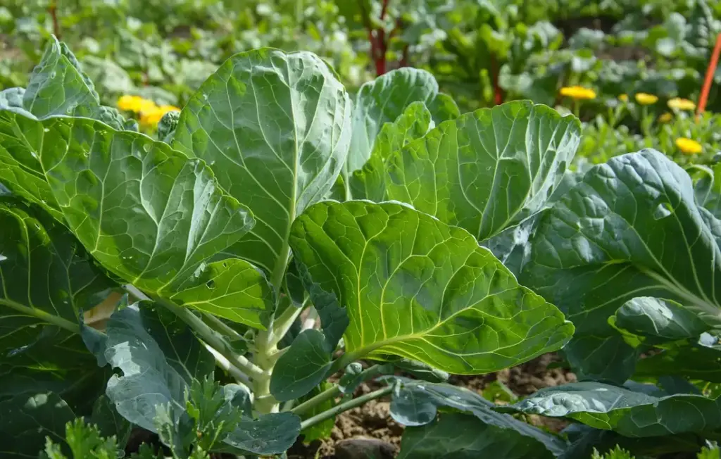 Chicken-Safe Plants and Garden Planning: Your Blueprint for a Flock-Friendly Harvest
