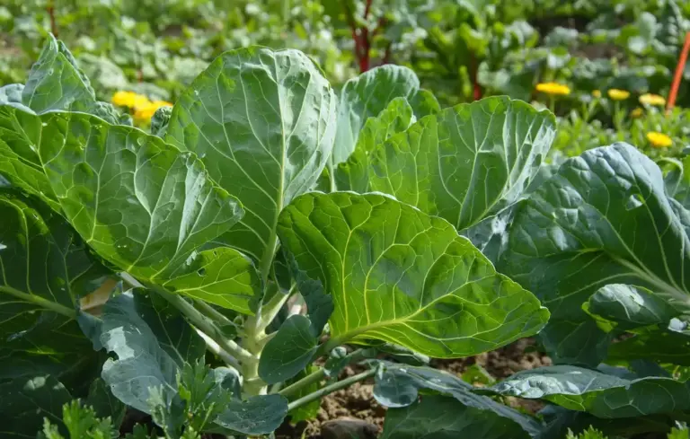 Close-up of large green brassica leaves (cabbage or kale) in a vegetable garden with sunlit foliage in the background.