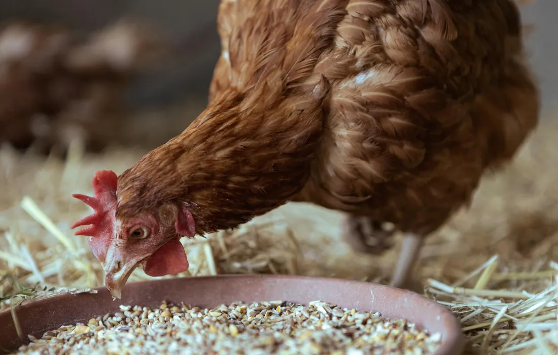 Brown hen pecking at a bowl of grain in a straw-covered coop