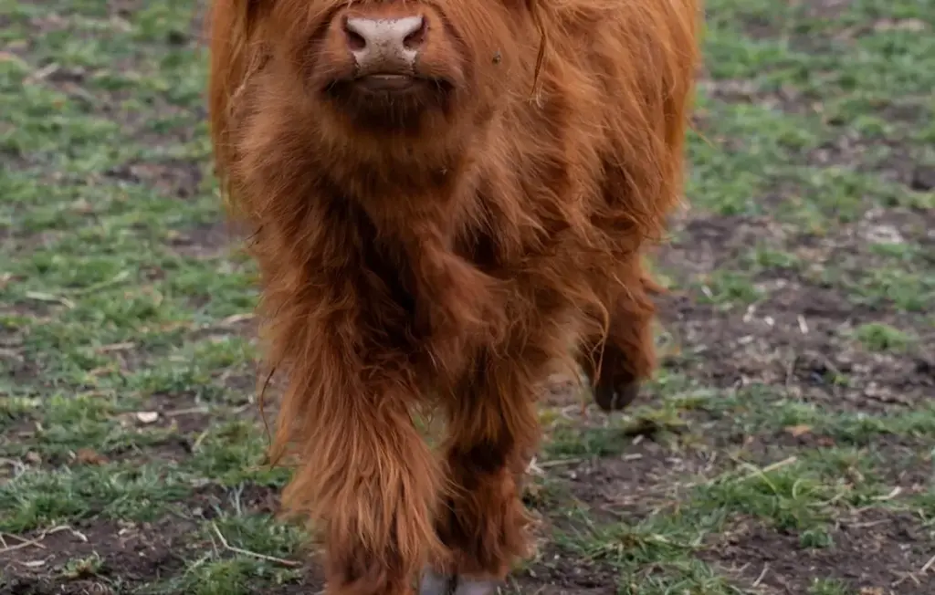 How Much Do Cows Eat? Your Daily Pasture & Feed Calculator