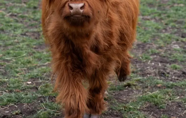 Close-up of a brown cow's legs standing on a grassy field