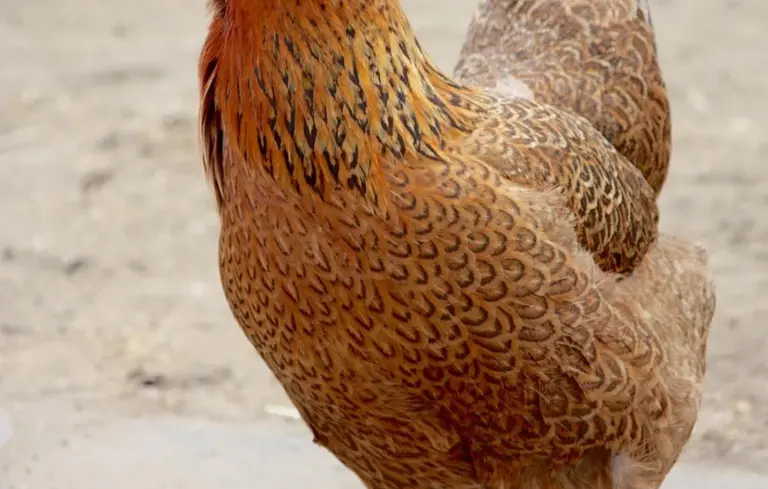 Close-up of a brown-feathered chicken standing on a sandy surface.