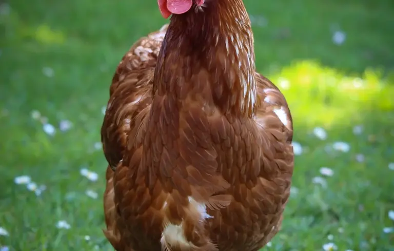 Brown chicken standing on green grass