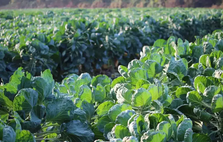 A lush field of Brussels sprouts plants with dense green leaves