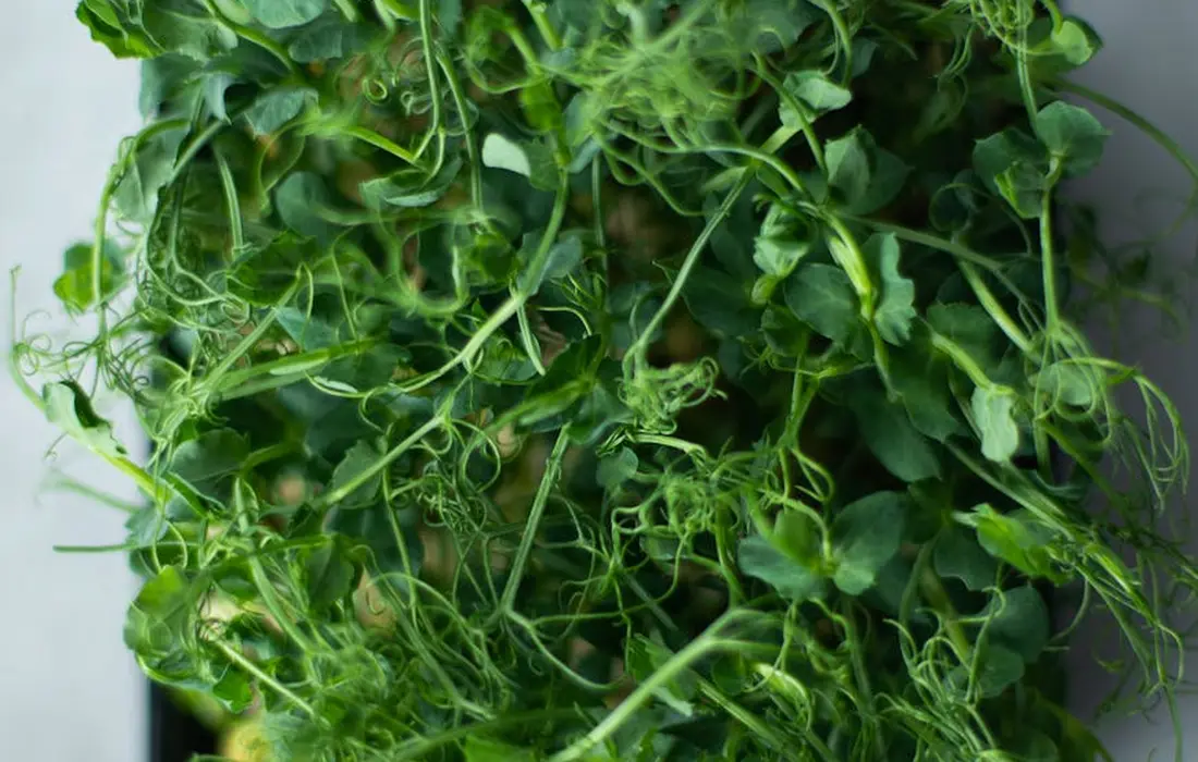 Dense Brussels sprouts plant with lush green leaves and small developing sprouts along the stalk.