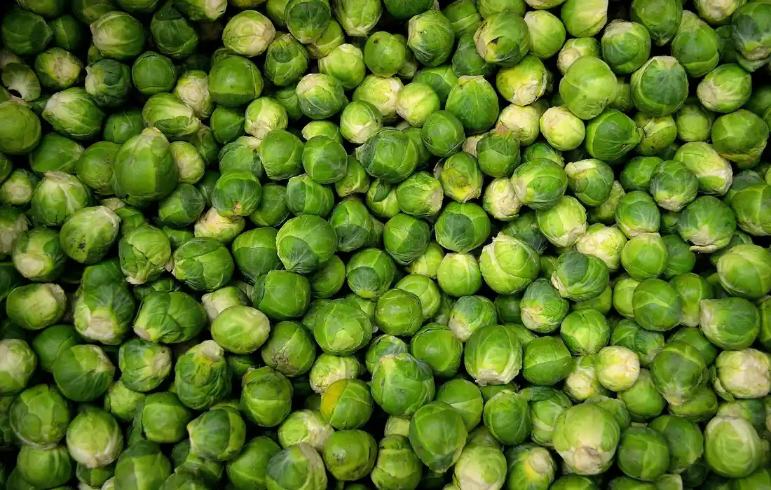 Close-up view of fresh Brussels sprouts