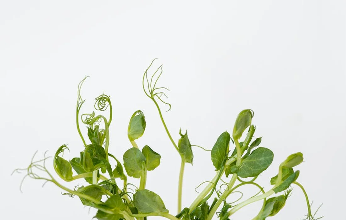 Close-up of fresh green sprouts with tender vines and small rounded leaves