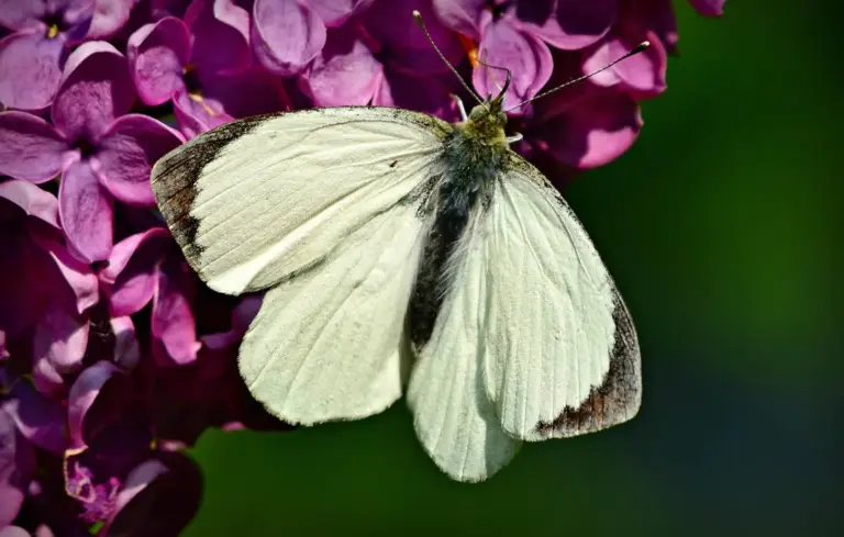 White butterfly perched on purple lilac flowers