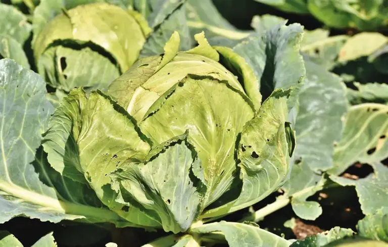 Close-up view of a green cabbage head with broad leaves