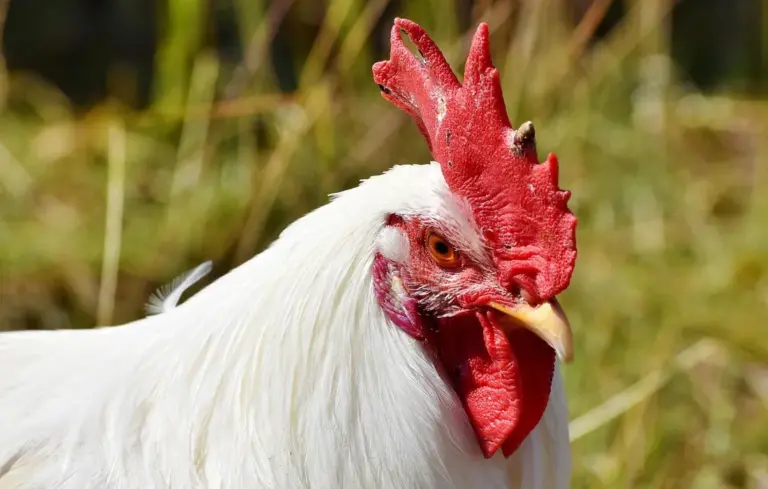 Close-up of a white chicken with a red comb in a natural outdoor setting