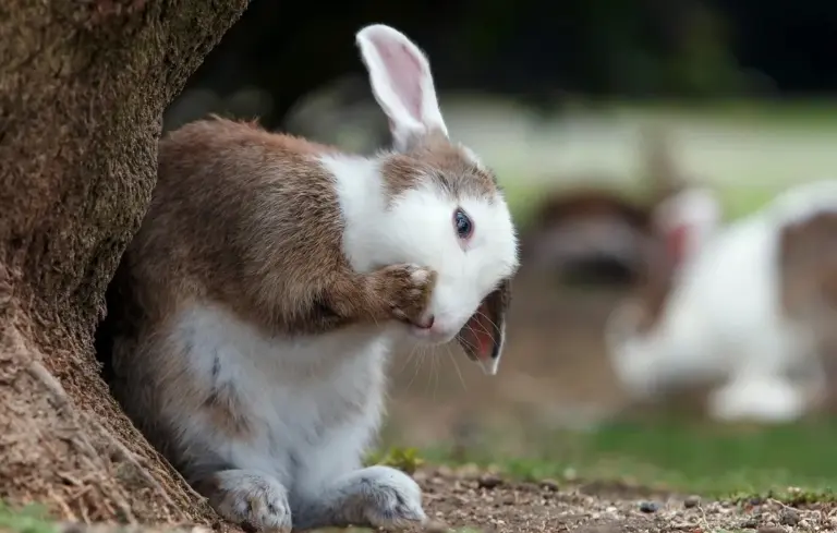A brown and white rabbit peeking from behind a tree in a garden