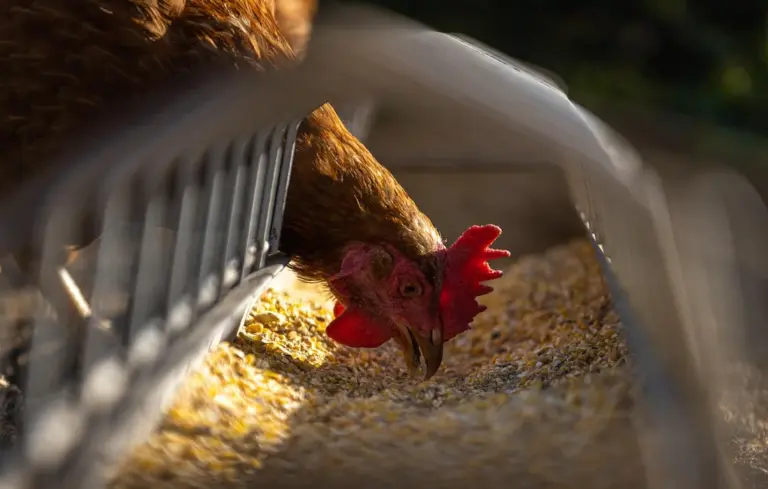 A chicken pecks at feed beneath a metal trough in warm light, illustrating kitchen scraps safety.