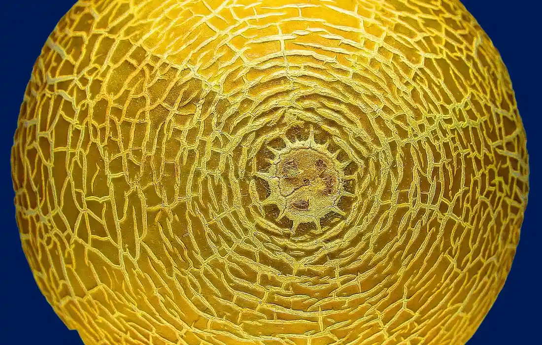 Close-up of a yellow cantaloupe rind with a net-like pattern against a dark blue background