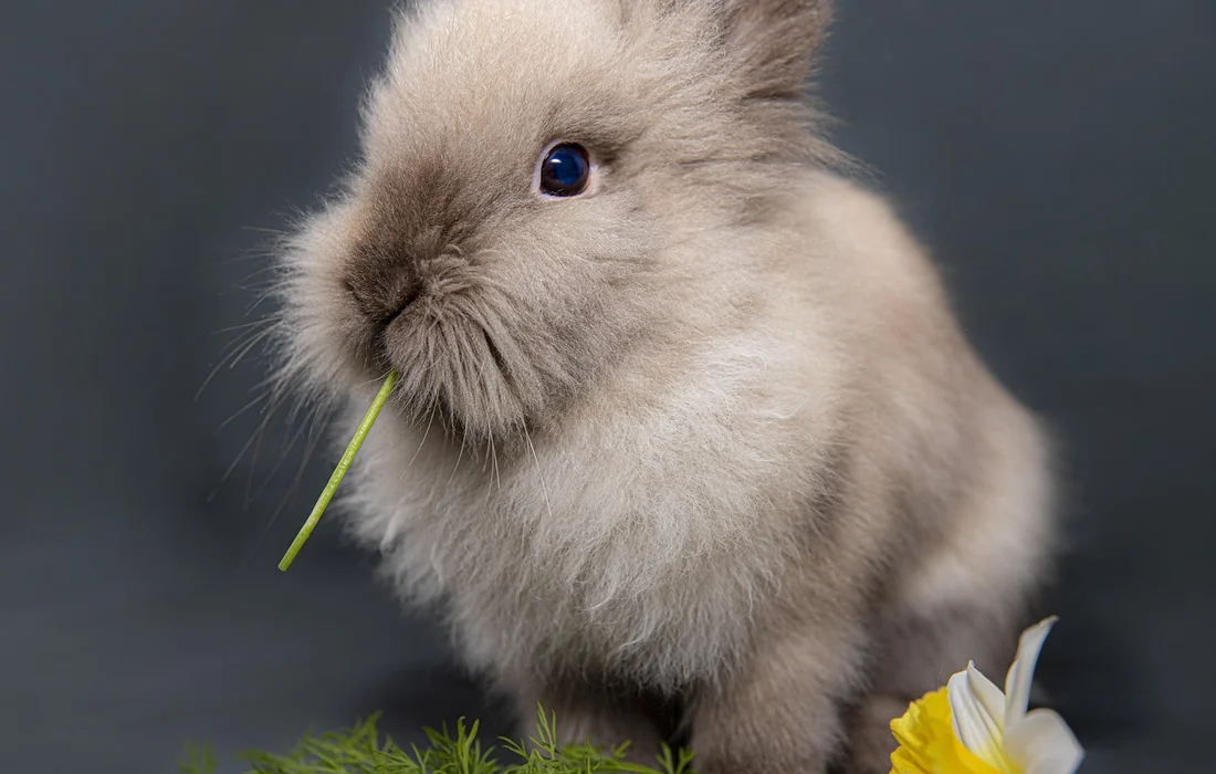Fluffy brown rabbit with a blade of grass in its mouth, sitting near a yellow and white flower.