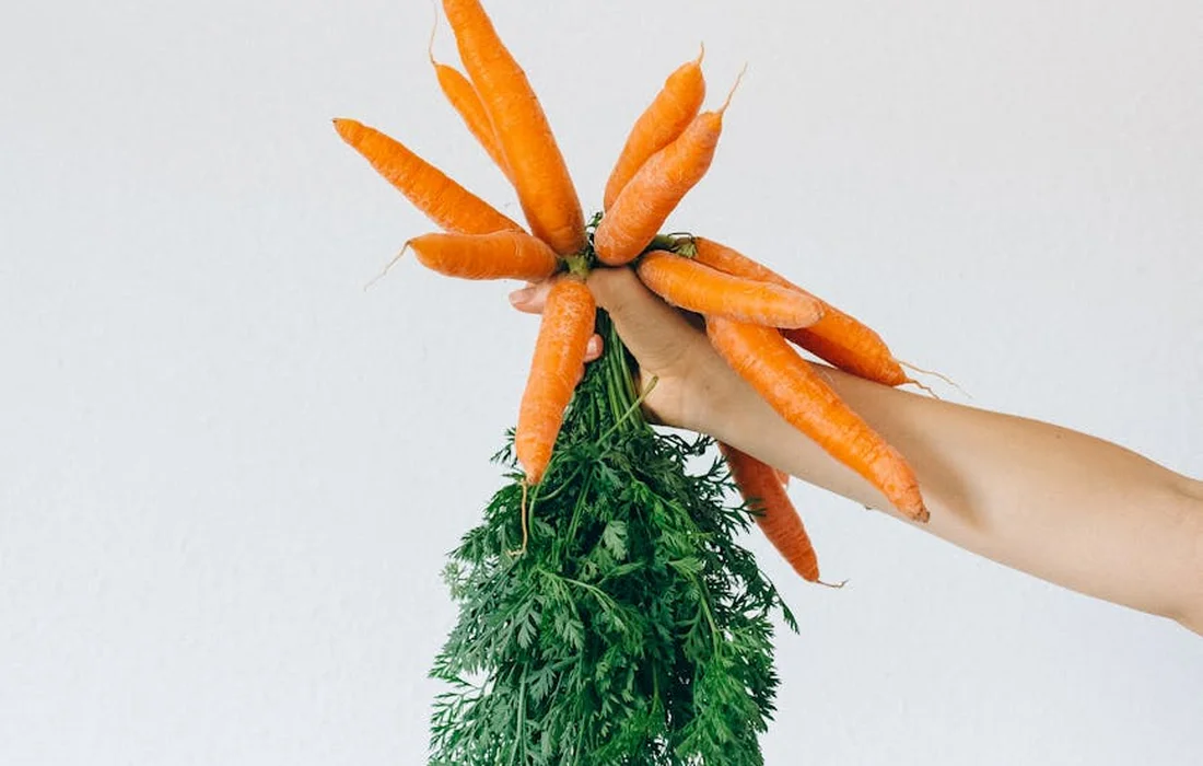 Hand holding a bunch of fresh carrots with bright green tops against a light background