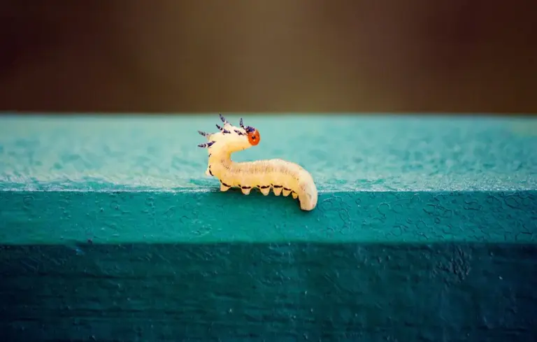 A small pale caterpillar with dark markings on a blue-green ledge, representing insect-based protein for ducks.